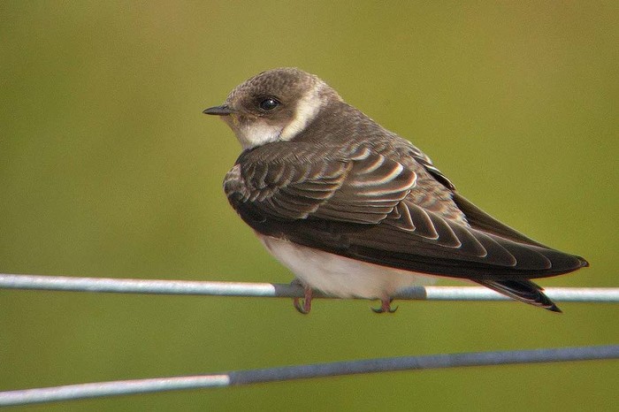 Sand Martin