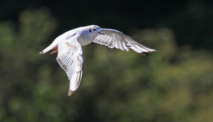 Bonaparte's Gull