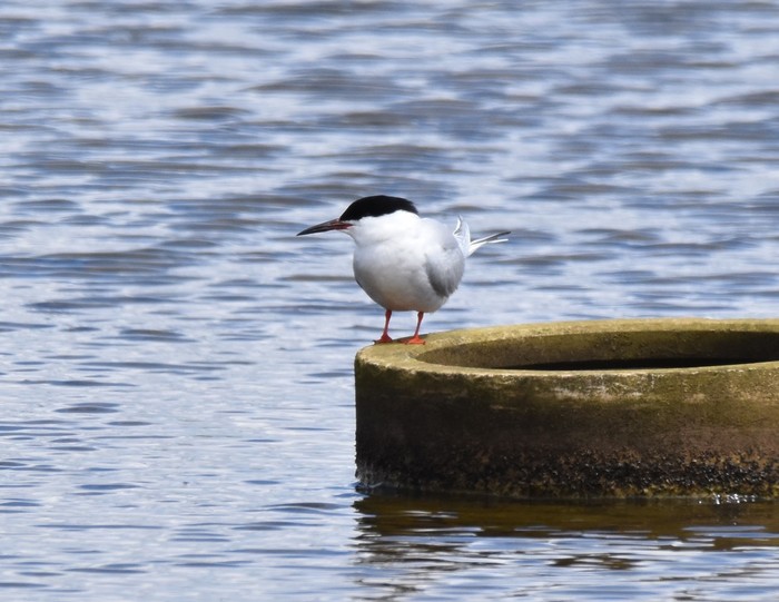 Roseate Tern