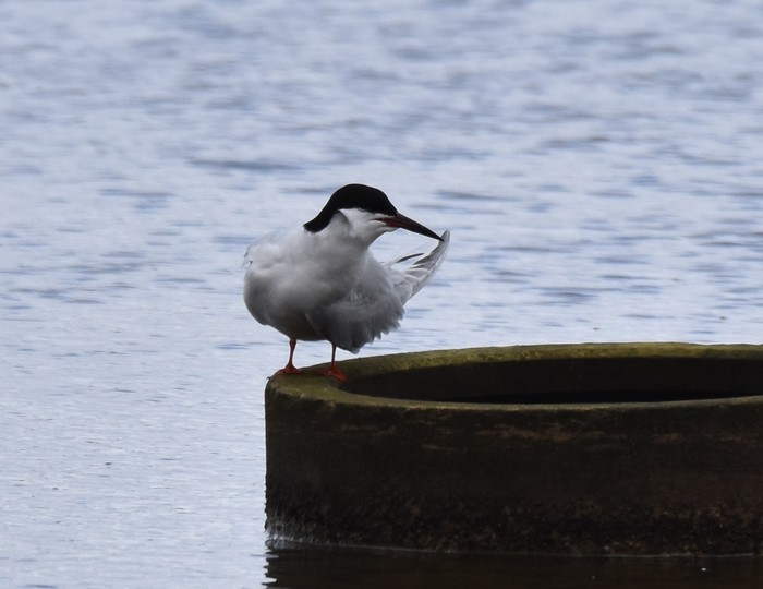Roseate Tern
