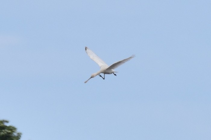 Spoonbill