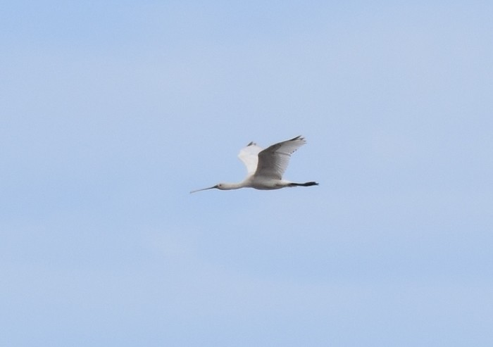 Spoonbill