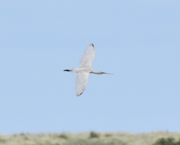Spoonbill