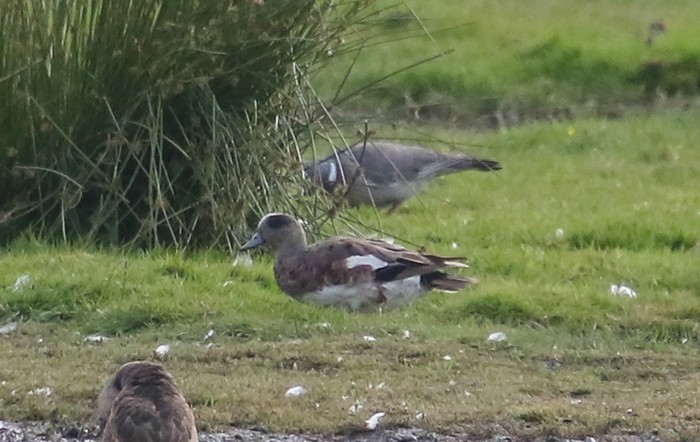 American Wigeon