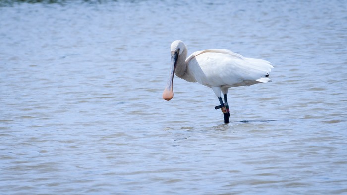 spoonbill