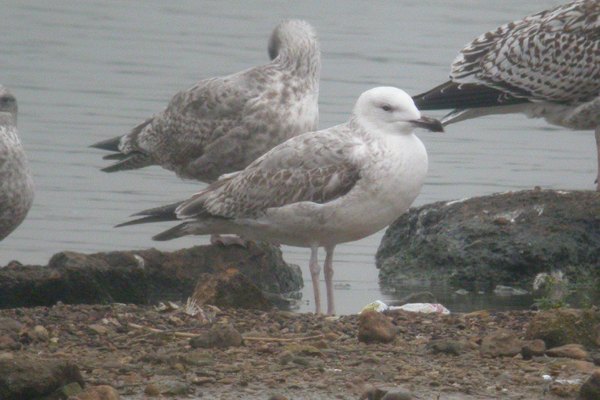 Caspian Gull