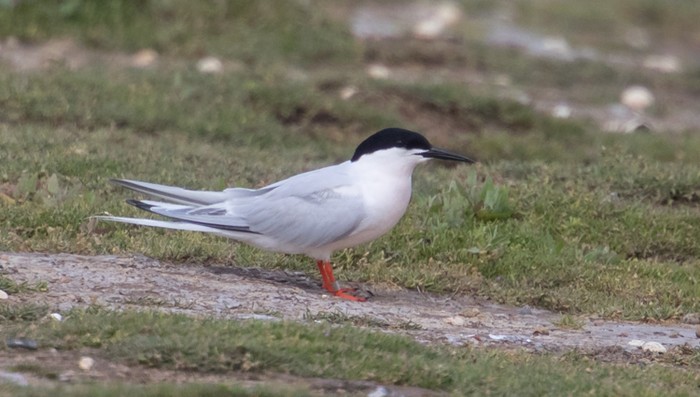 Roseate Tern