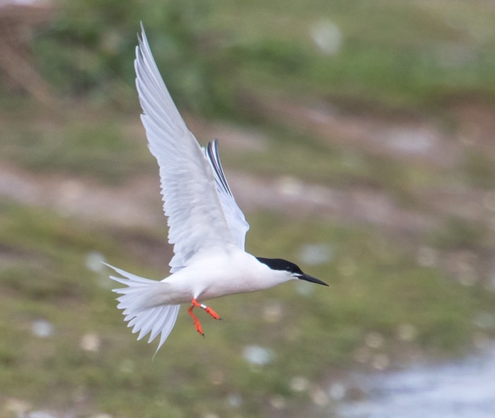 Roseate Tern