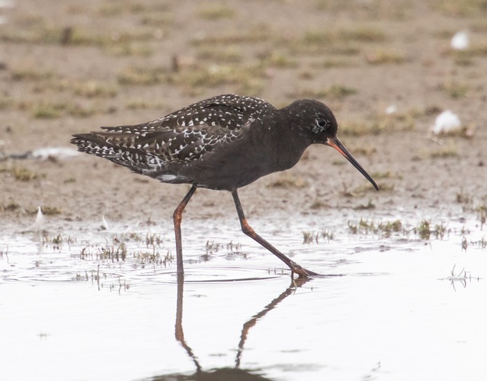 Spotted Redshank