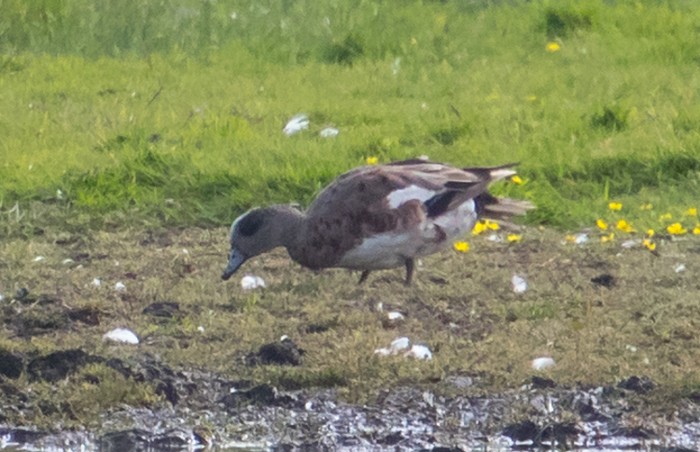 American Wigeon