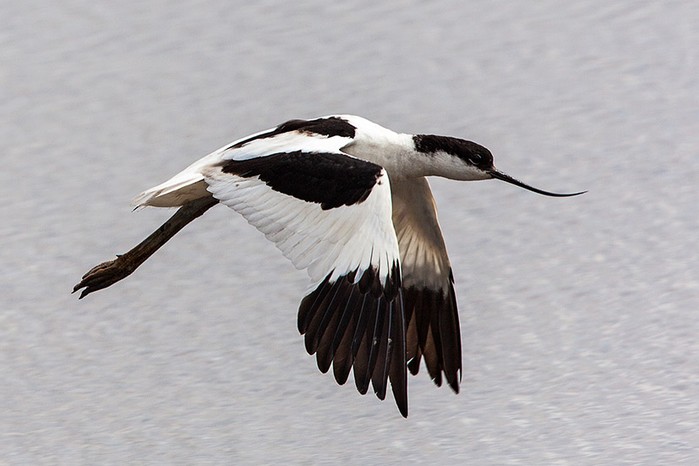 Avocet