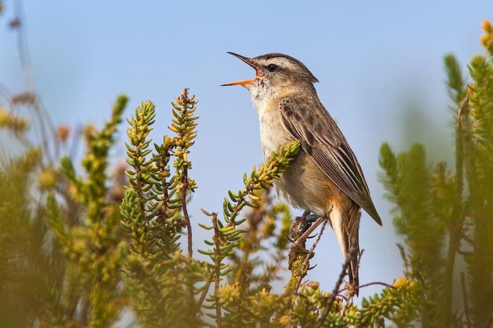 Sedge Warbler