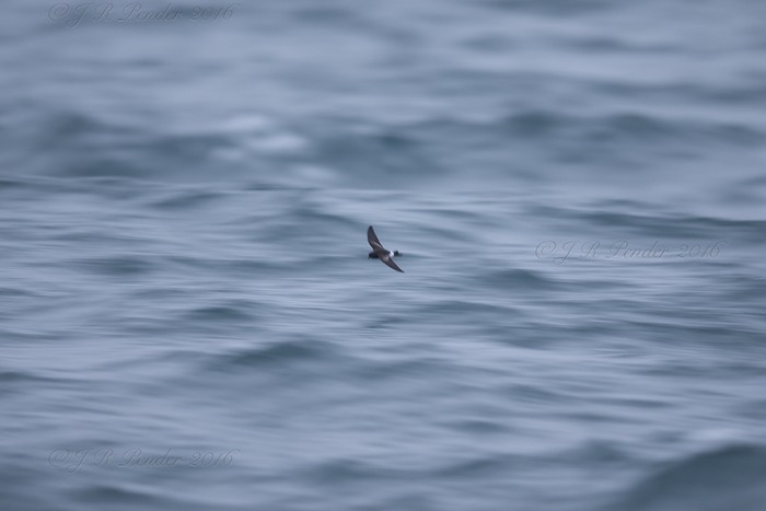Wilson's Petrel