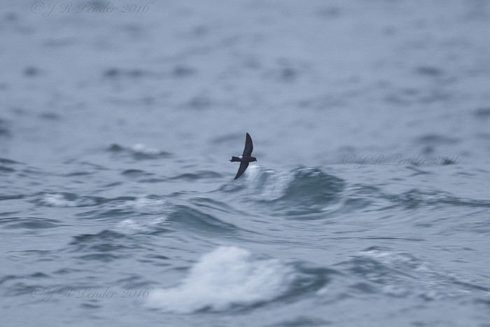 Wilson's Petrel