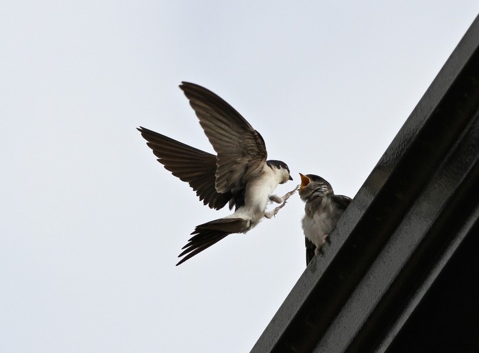 House Martin