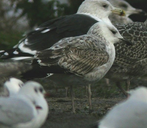 Caspian Gull