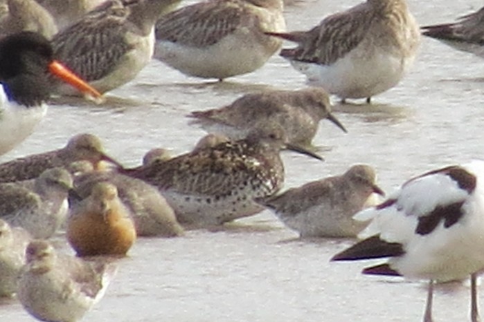 Great Knot