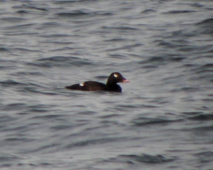 American White-winged Scoter