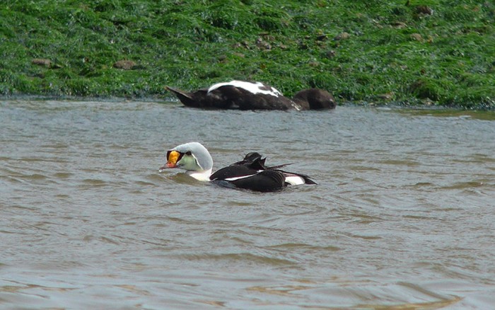 King Eider