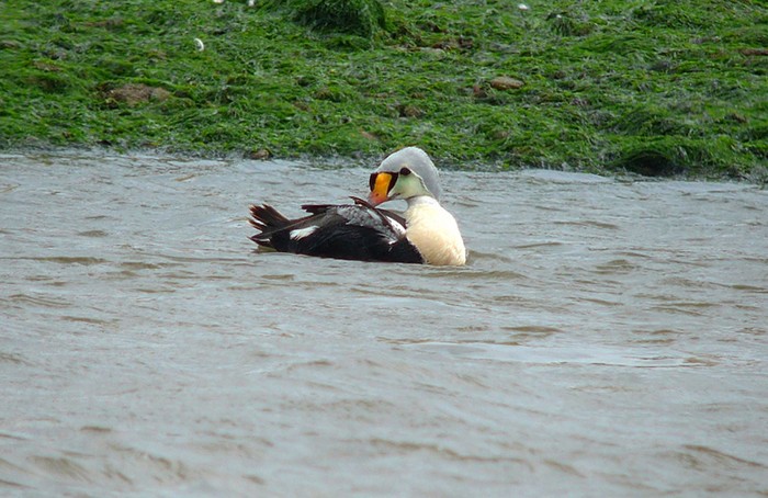 King Eider
