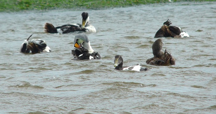 King Eider