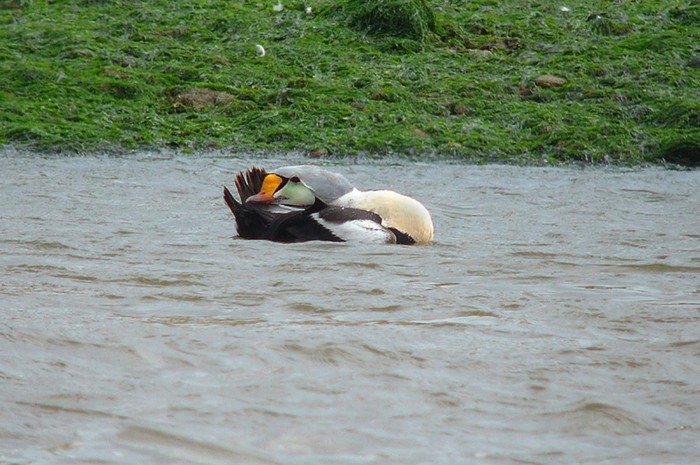 King Eider