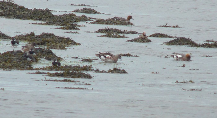 American Wigeon