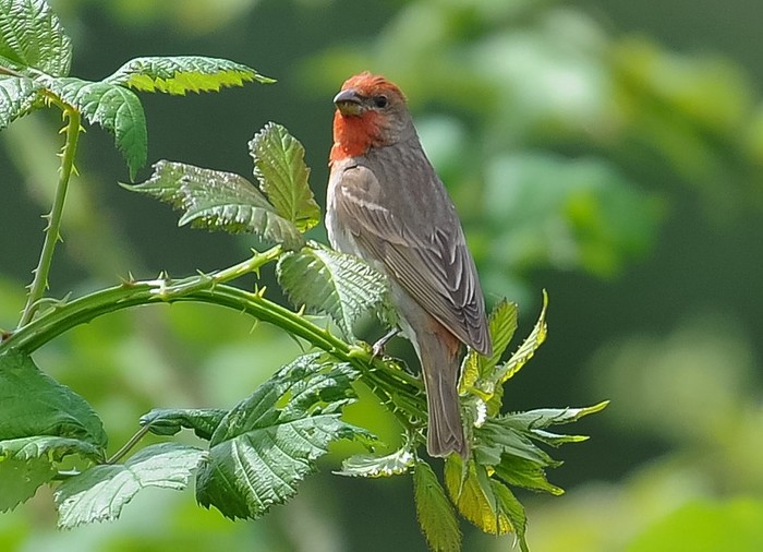 Common Rosefinch