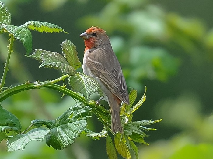 Common Rosefinch