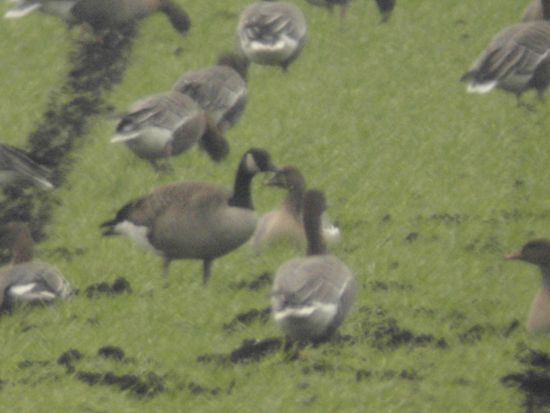 Todd's Canada Goose