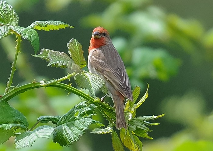 Common Rosefinch