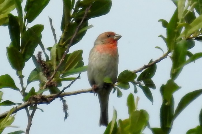 Common Rosefinch