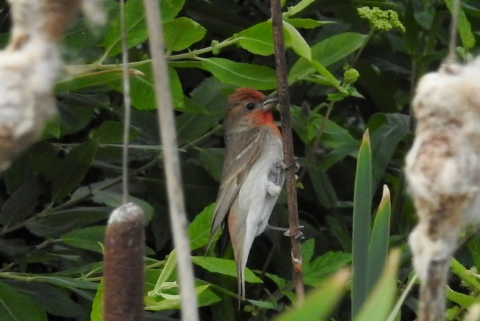Common Rosefinch