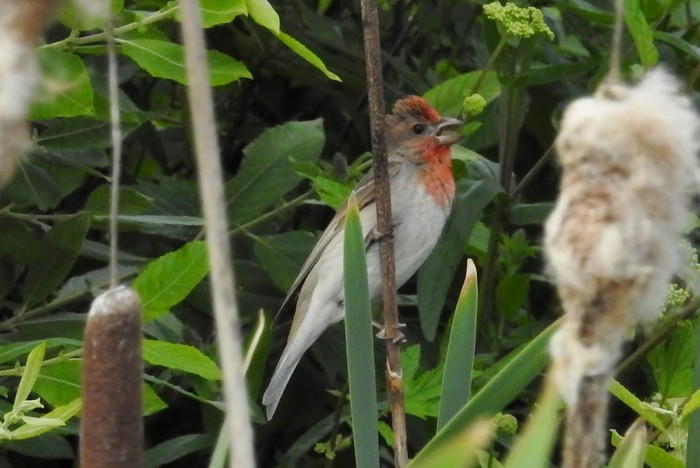 Common Rosefinch
