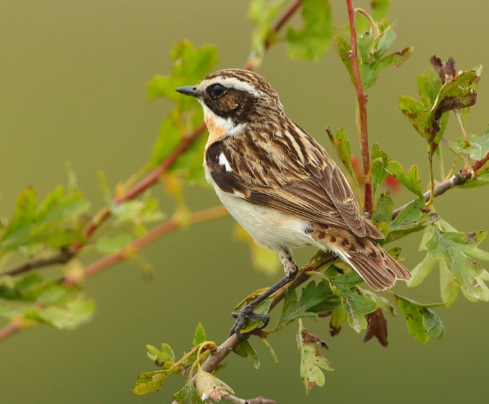 Whinchat