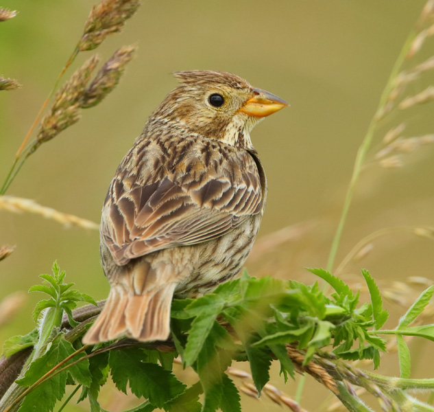 Corn Bunting