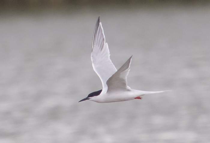 Roseate Tern