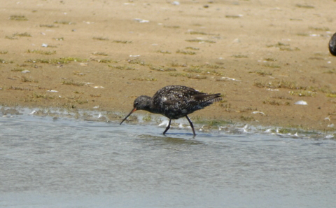 Spotted Redshank