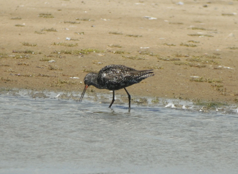 Spotted Redshank