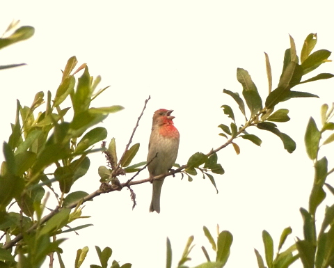 Common Rosefinch