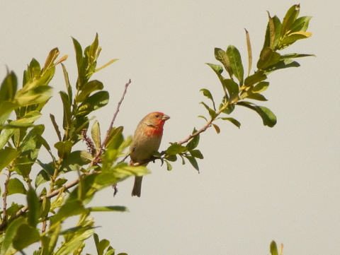 Common Rosefinch