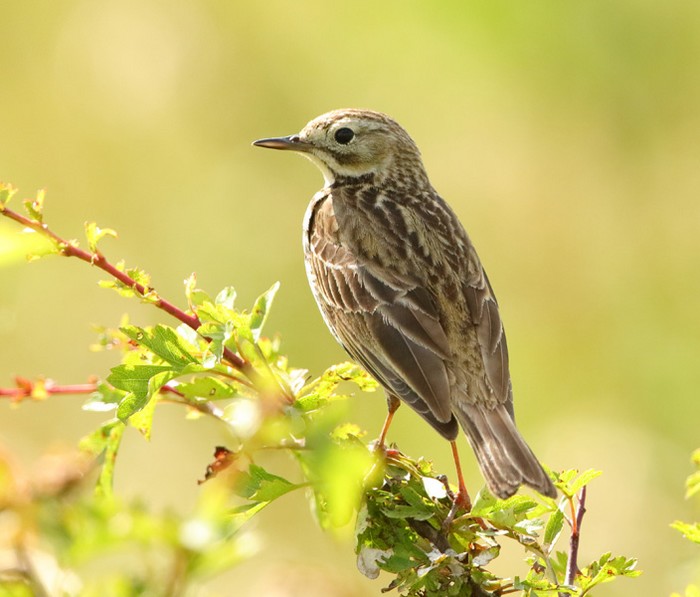 Meadow Pipit