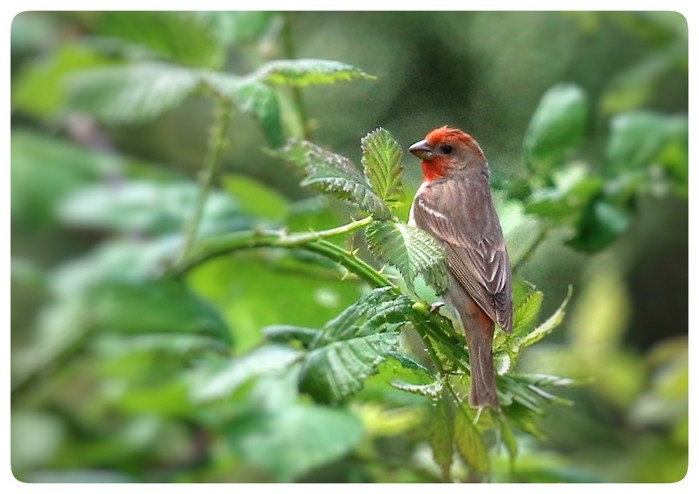 Common Rosefinch