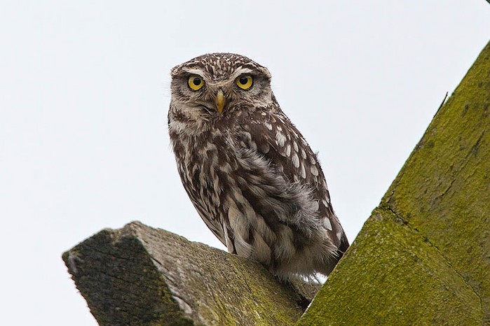 Little Owl