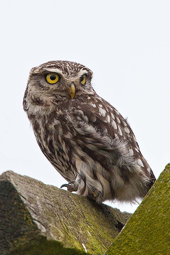 Little Owl