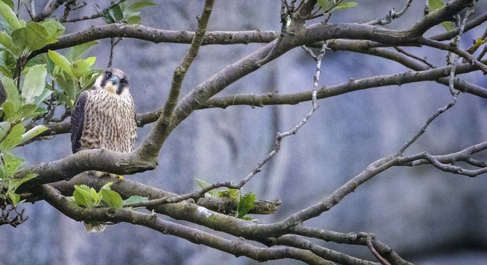 Peregrine
