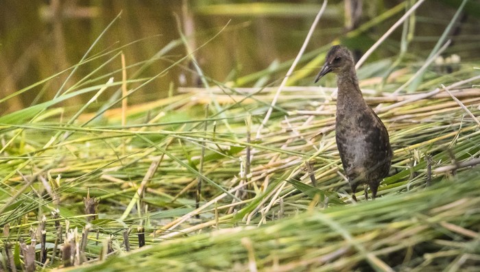 Water Rail
