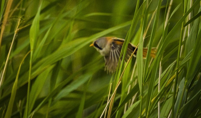 Bearded Tit