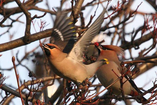 Waxwing
