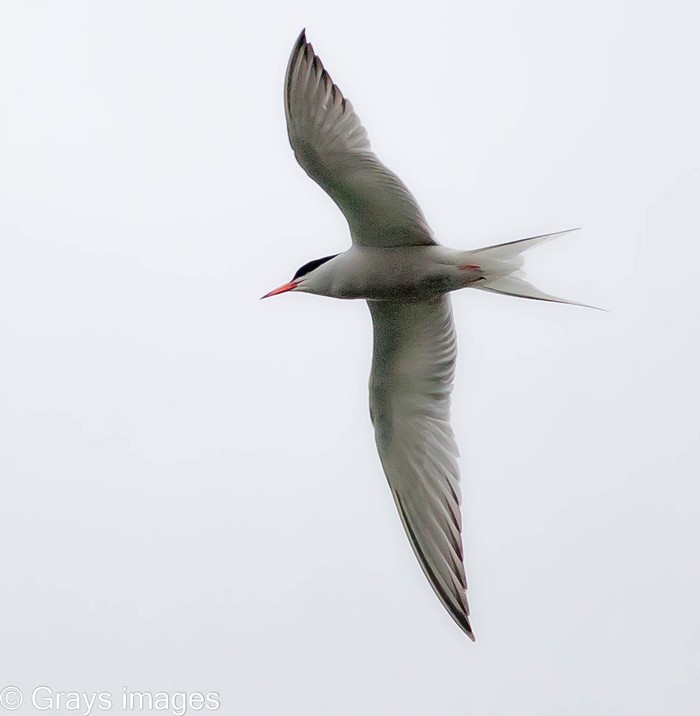 Common Tern